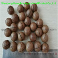 Best Quality and New Crop Almonds in Shell